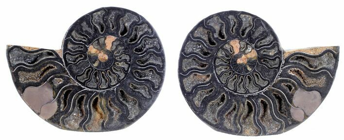 Split Black/Orange Ammonite Pair - Unusual Coloration #55603